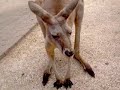 kangaroos.html
