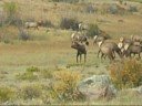 Deer roaming the streets, Elk bugling