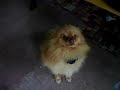 Pomeranian dog (choco my special dog)
