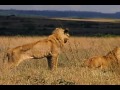 national geographic wild chronicles : maasai lion massacre