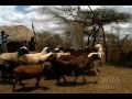 National Geographic Wild Chronicles : Maasai Lion Massacre