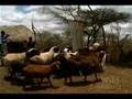 National Geographic Wild Chronicles : Maasai Lion Massacre