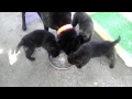 Click here to watch this video 20120421 甲斐犬MOMO♀×TORA♂ Vol.2