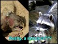 The Montauk Monster