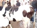 Cow Qurbani 2008 Pappu bhai F.B.Area (Khurram Bhai) Cow Qurbani 2008 Pappu bhai F.B.Area (Khurram Bhai)