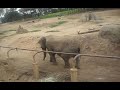 091607 Oakland Zoo- Elephant