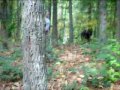 Tarheel Canine Demo Video