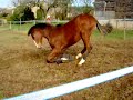 bebe cheval fou bebe cheval fou