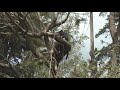 Kula Botanical Gardens: Visiting Arborist