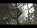 Kula Botanical Gardens: Visiting Arborist