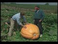 Growing Giant Pumpkins Growing Giant Pumpkins