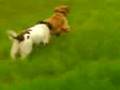 My Dogs Playing