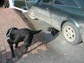 A Labrador retriewer puppy R�lli greeding his \"uncle\" V�in�