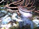 blennie tentacularis