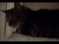 Tiger the Washer Cat!