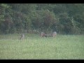 Whitetail World DVD Promo -Bullwinkle