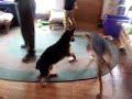 ring around daddy