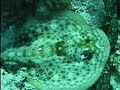 Seans first dives
