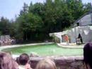 spectacle d'otaries spectacle d'otaries