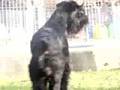 Boss-schnauzer-gigan