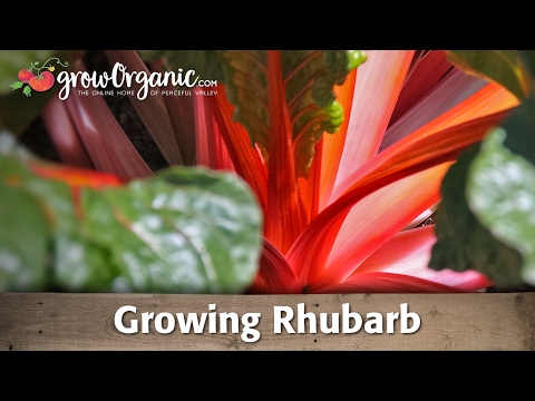 how to grow rhubarb in the south