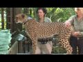Cheetah Record-Cincinnati Zoo