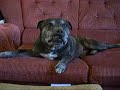 TyDu CoolDog #1 TyDu CoolDog #1