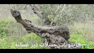 الزيتونات جميلات دير غسانه الزيتونات جميلات دير غسانه
