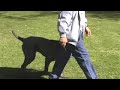 Hercules the Great Neo-Mastiff Hercules the Great Neo-Mastiff