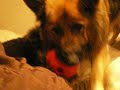 Long Hair German Shepherd Playing with black German Shepherd Puppy
