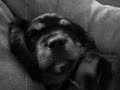Mr. Giles Takes a Nap Mr. Giles Takes a Nap