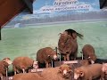 Sheep dogs have fun
