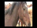 Animals\
