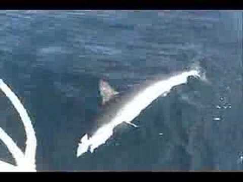 Hammerhead Shark Fishing Long Island NY