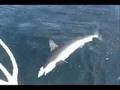 Hammerhead Shark Fishing Long Island NY