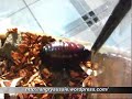 Giant burrowing cockroach from Queensland