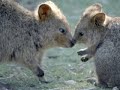 Rottnest Island  remote  Island in West Australia Fantastic!