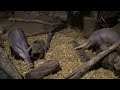 Philadelphia Zoo Aardvark and Meerkat Being Bully Philadelphia Zoo Aardvark and Meerkat Being Bully