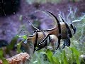 Bangaii Cardinalfish (Pterapogon kaudernii) Courtship