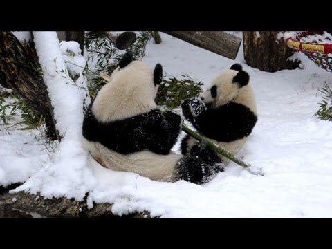 Video: i panda nella neve allo zoo di Vienna