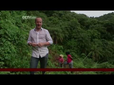 St Vincent & Grenadines to legalise marijuana?