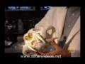 videos de Lion & Tiger Bite Force/Canine Size