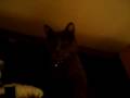 videos de EL MORENAZO DE MI VIDA TITI