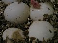 Snake Born pipping