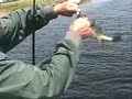 2007s bggest bass was caught on this lure