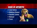 Is Your Pet At Risk For Arthritis?