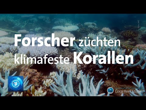 Great Barrier Reef: Forscher wollen Korallensterben s ...