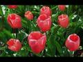 Tulipes