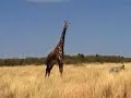 Giraffes and Ostriches on Safari