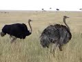 Giraffes and Ostriches on Safari
